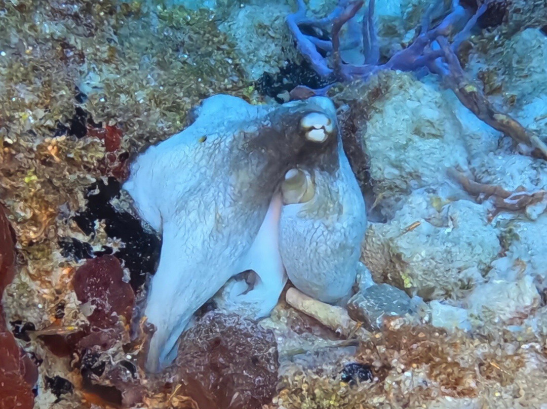 St. Croix Ultimate  Bluewater Adventures (SCUBA), Inc.景点图片