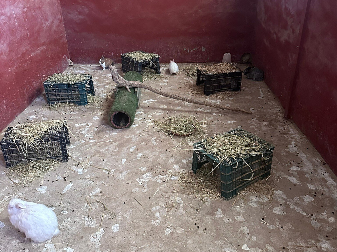 The Animal Academy景点图片