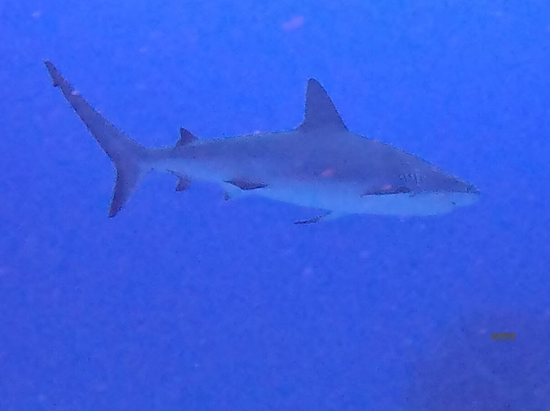 Ocean Explorers Dive Center-辛普森湾必去景点