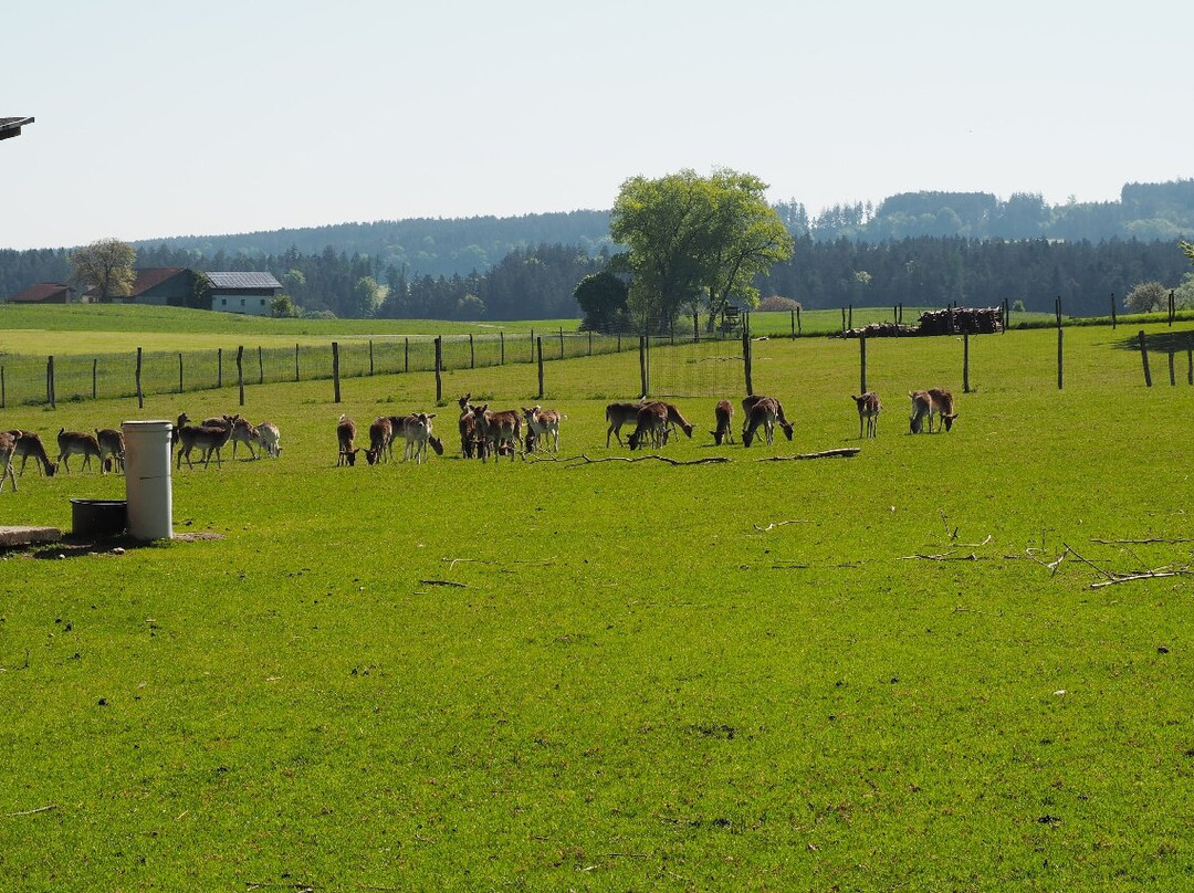 Wildfreizeitpark & Waldseilgarten Oberreith景点图片