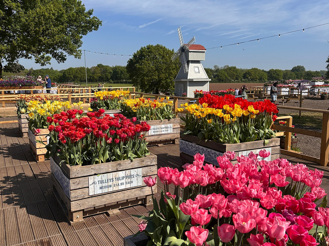 Tulleys Tulip Garden - Warwickshire景点图片
