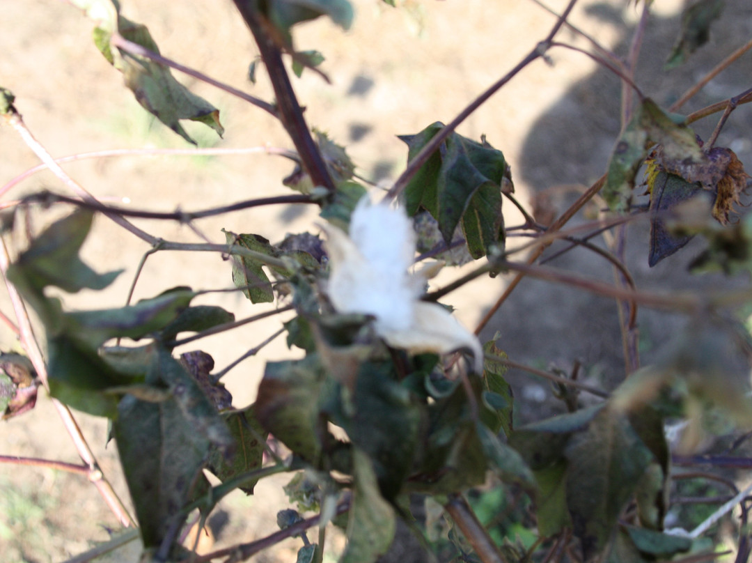 McLeod Plantation Historic Site-查尔斯顿必去景点