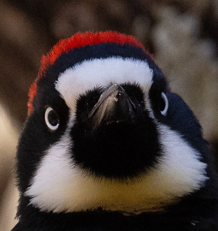 Ramsey Canyon Cabins & Bird Sanctuary主图