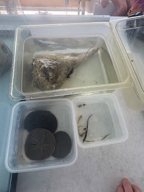 Tampa Bay Watch Discovery Center-圣彼德斯堡必去景点