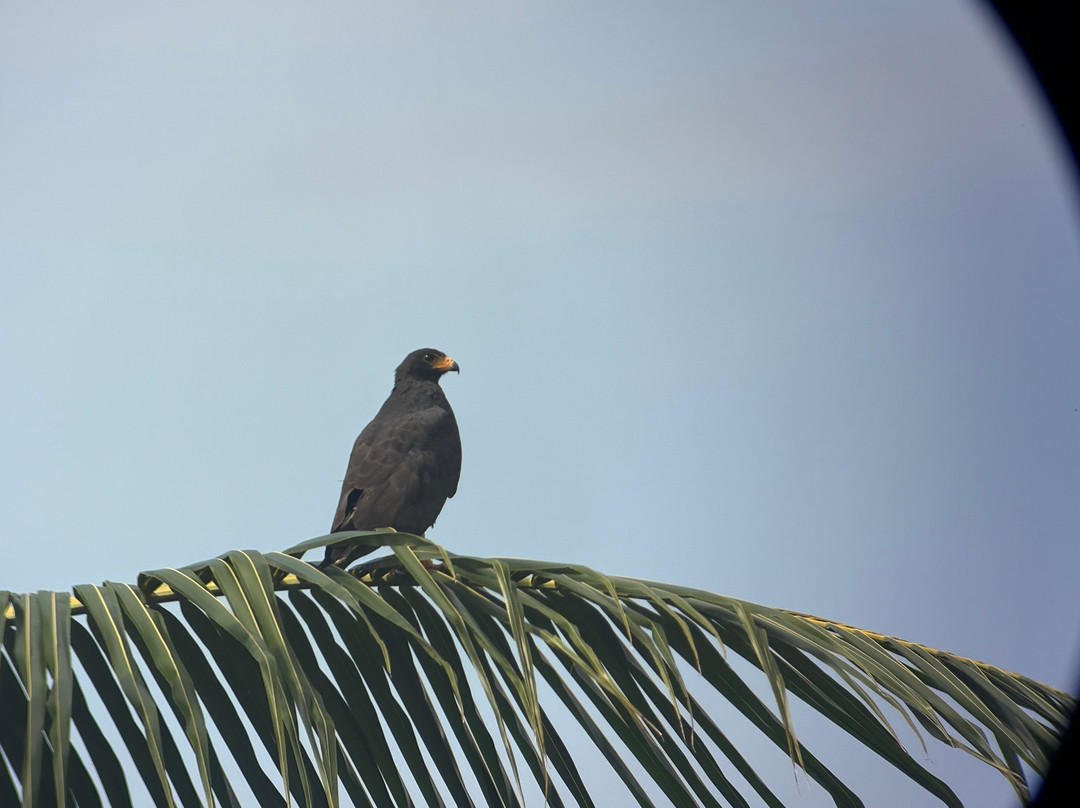 Jaguar Corcovado Tours-希门尼斯港必去景点