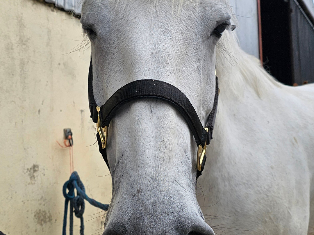 Moorlands Equestrian Centre景点图片