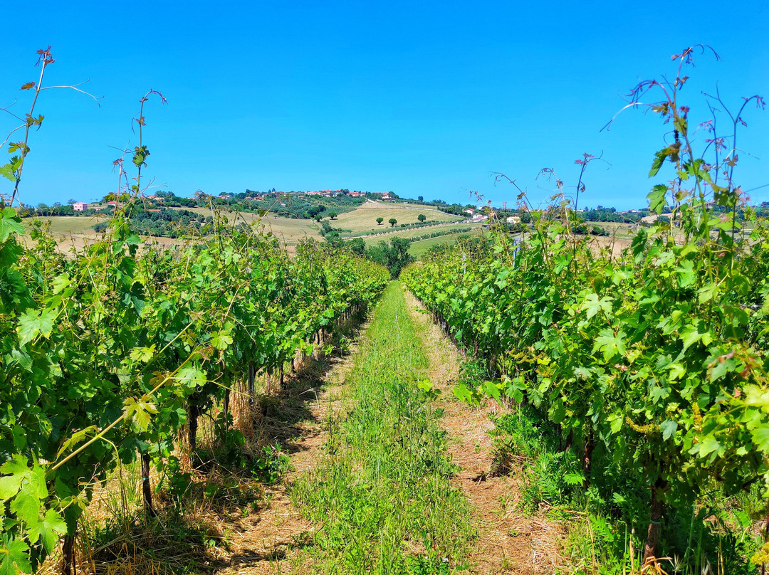 Cantina Luigi Giusti-Scapezzano必去景点
