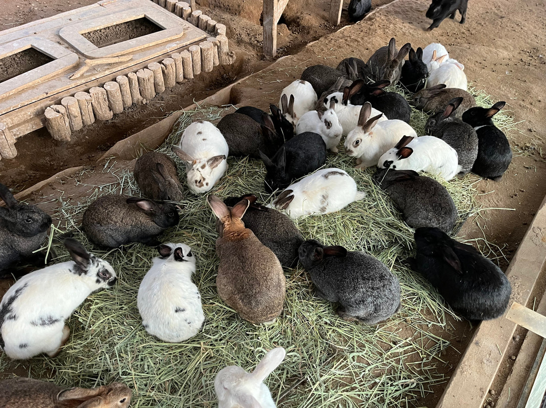 Alpaca World-洪川郡必去景点