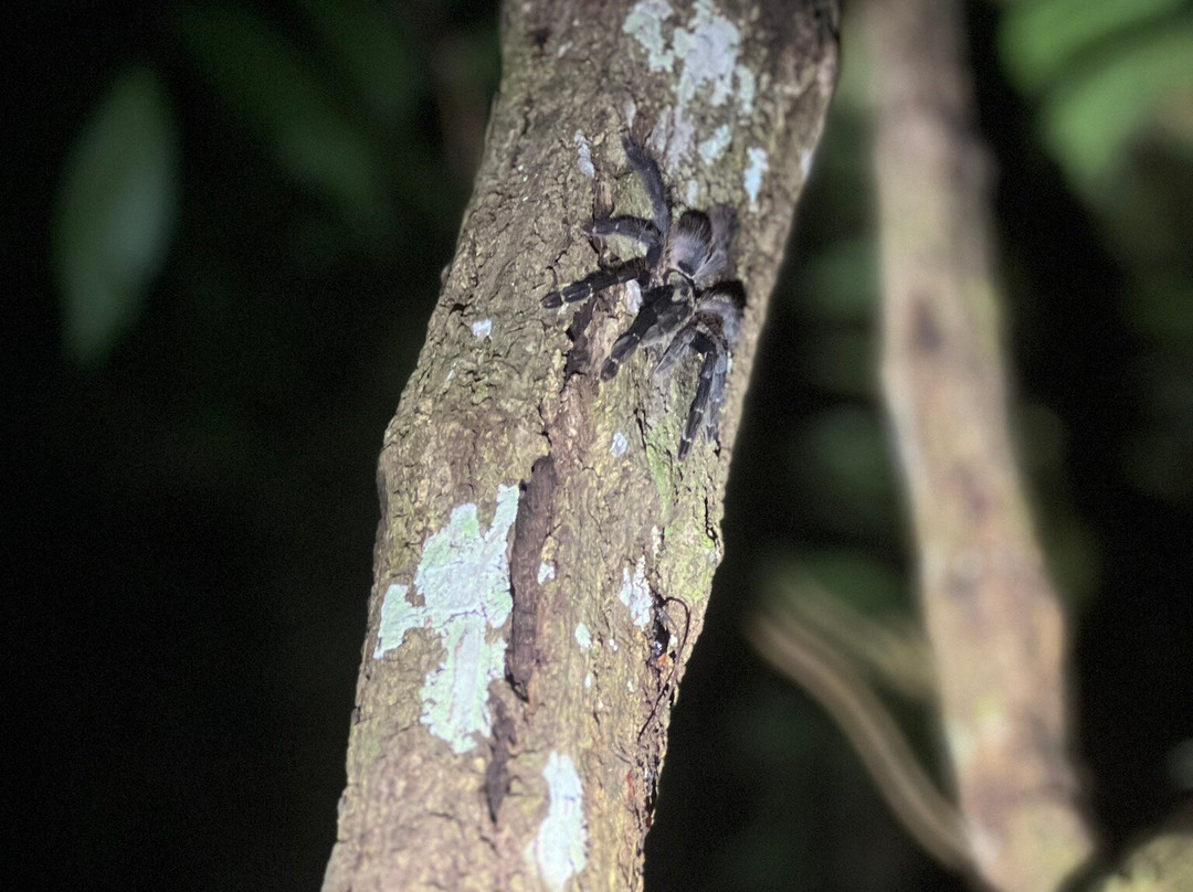 Naineku Amazon Trip Puerto Nariño景点图片