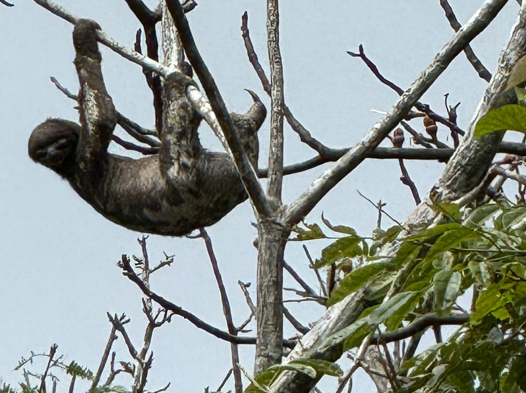 Naineku Amazon Trip Puerto Nariño景点图片