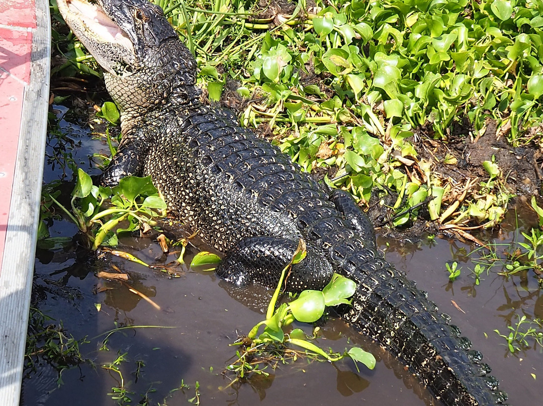 New Orleans Airboat Tours景点图片