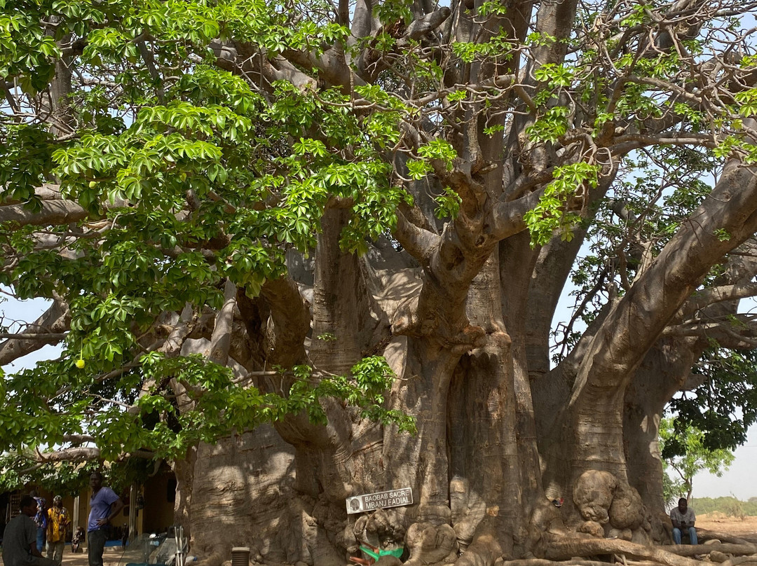 Parc National du Delta du Saloum景点图片