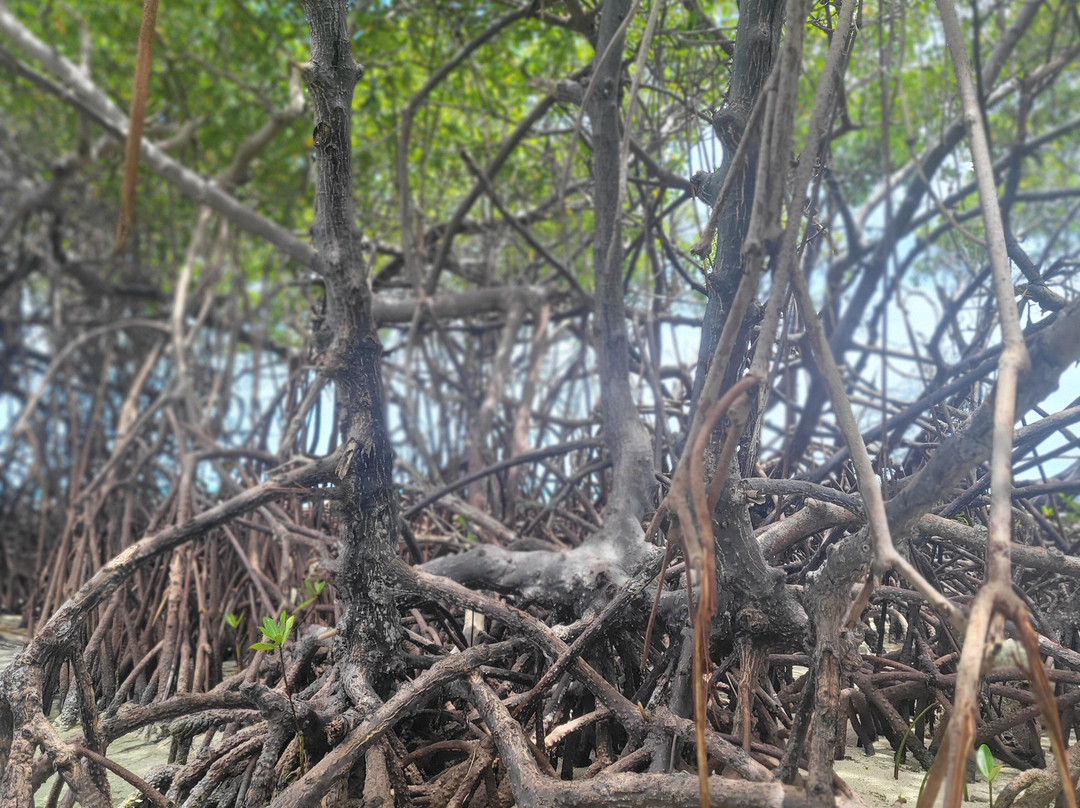 Cayo Caracoles-Lajas必去景点