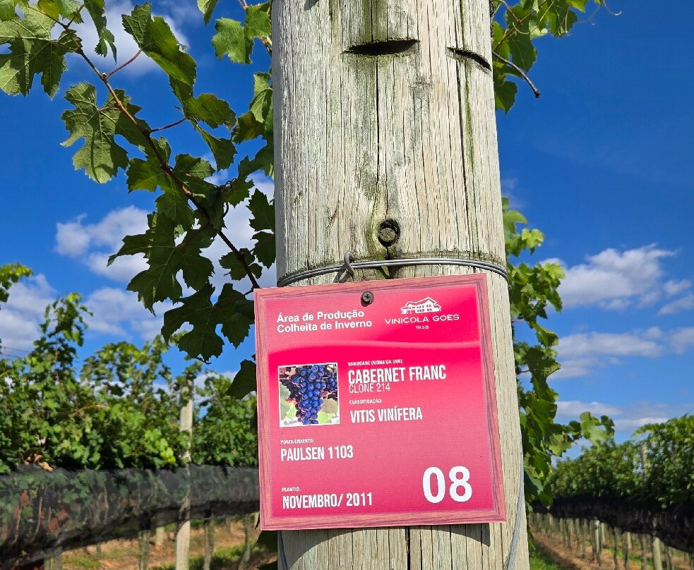 Vinicola Goes-Sao Roque必去景点