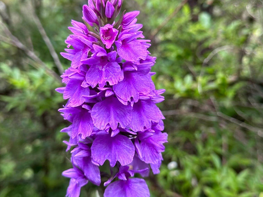 Madeira Orchid Travel-沙尔必去景点