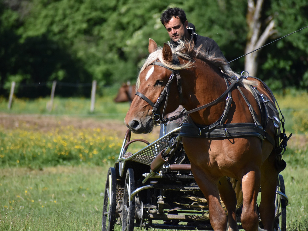 Promenade en calèche à Esparron