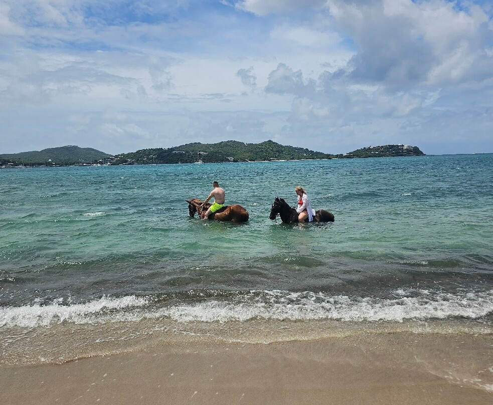 Antigua Equestrian Centre-Saint Paul Parish必去景点