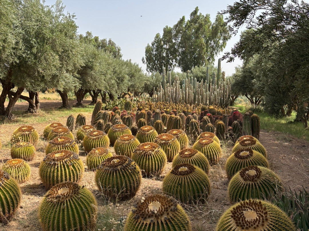 Cactus Thiemann-马拉喀什必去景点