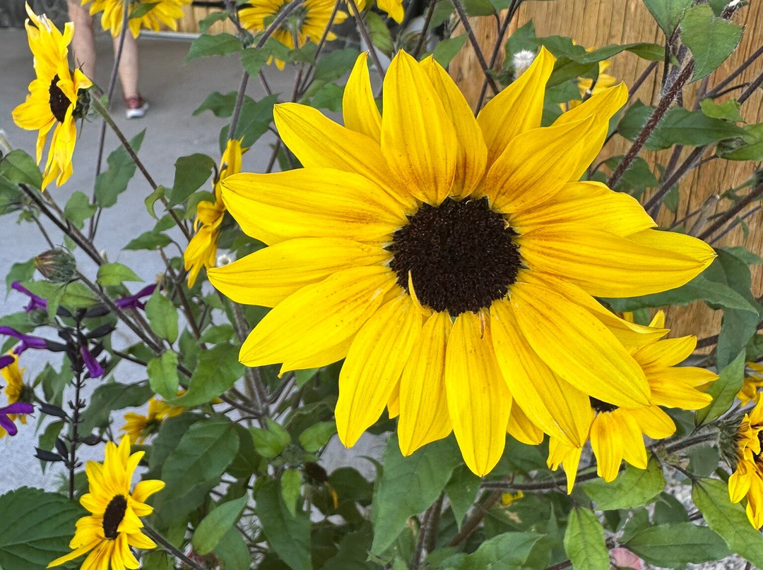 Ninepipes Museum of Early Montana-Charlo必去景点