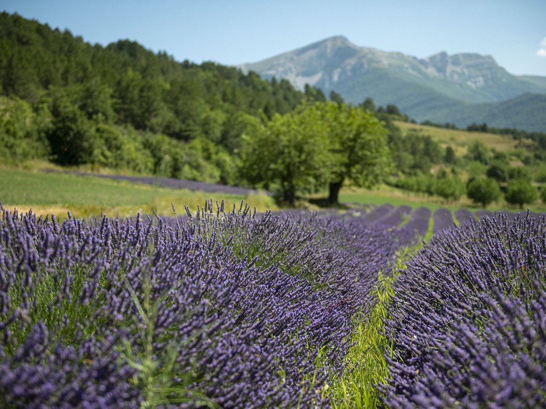 Distillerie des 4 Vallées-Chamaloc必去景点