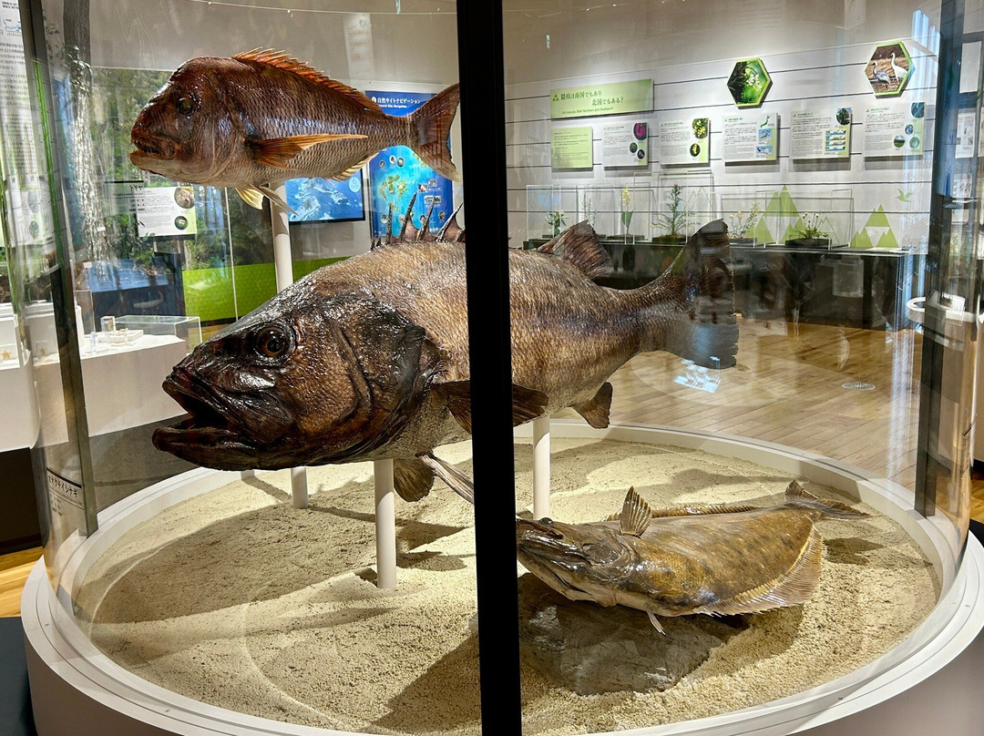 Oki Nature Museum-隐岐之岛町必去景点