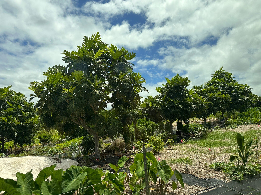 O.k. Farms (the Farm At Rainbow Falls)-希洛必去景点