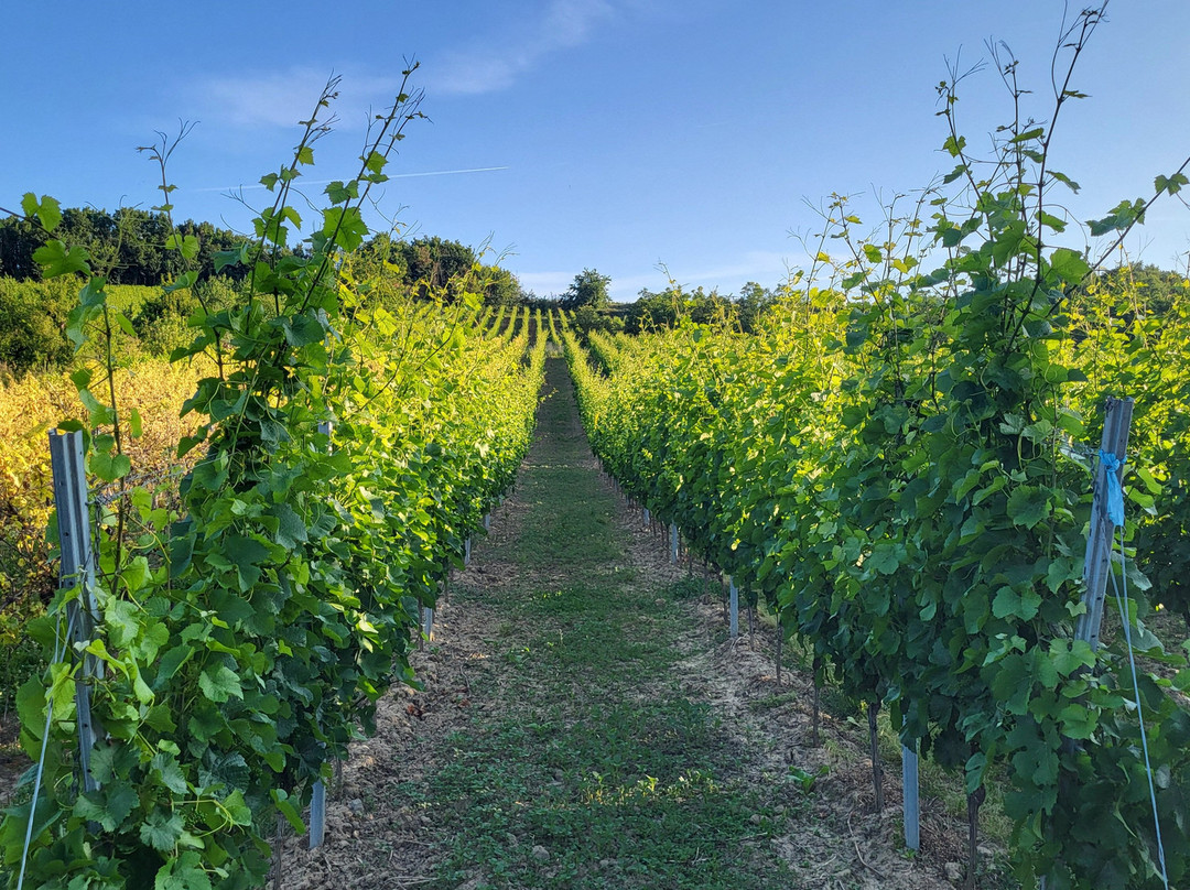Weingut Reßler主图