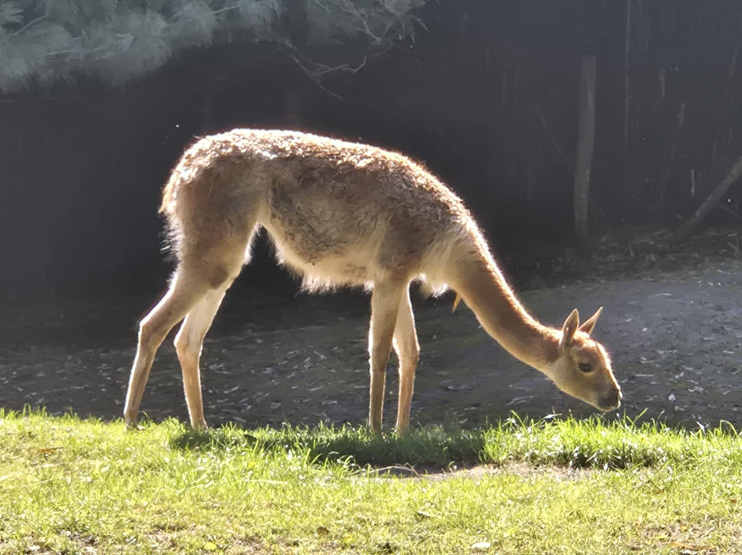 Zooparc Overloon-Overloon必去景点