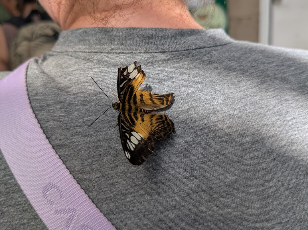 Butterfly Pavilion-威斯敏斯特必去景点