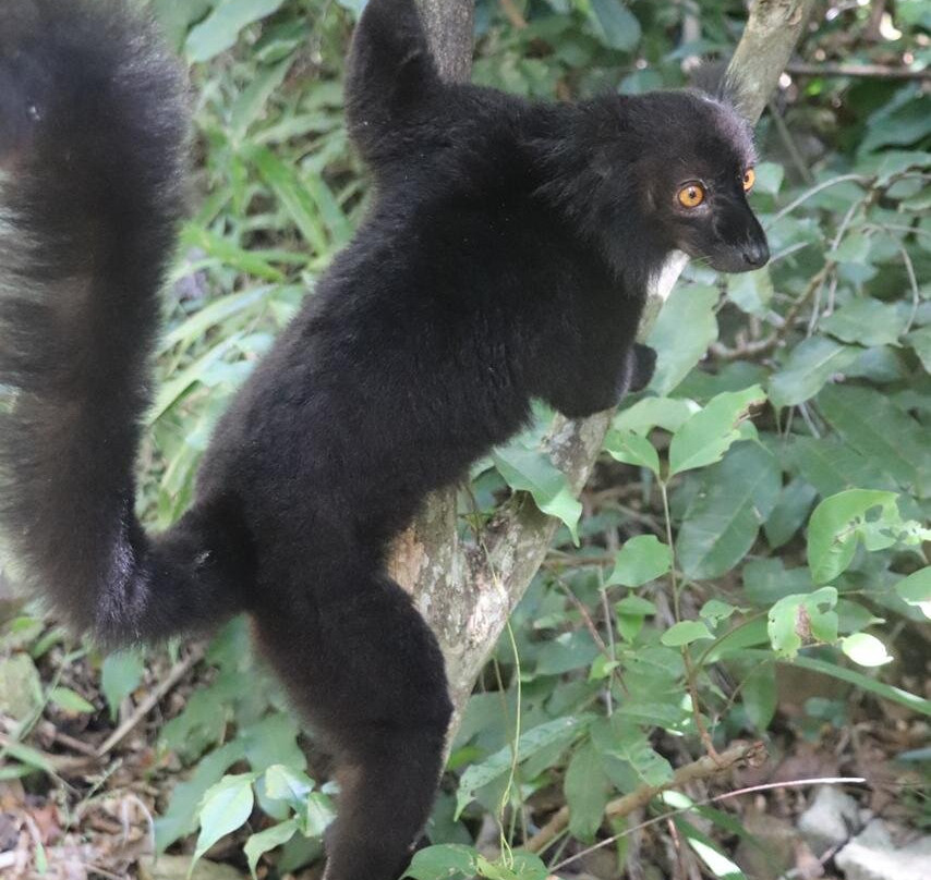 Nosy Be Promenade Private Day Tours-Ambatoloaka必去景点