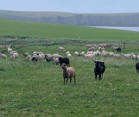 Withyburn Croft Tours