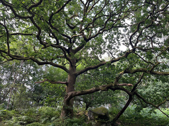Queen Elizabeth Forest Park-洛蒙德湖与特罗萨克斯山国家公园必去景点
