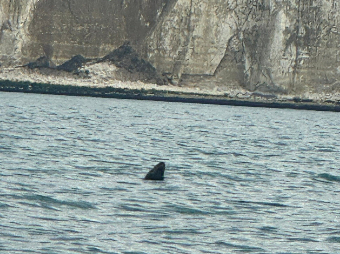 Sussex Boat Trips-Newhaven必去景点