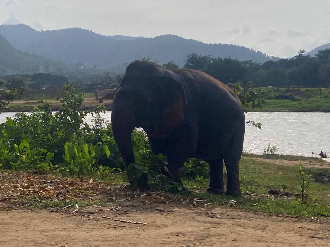 Happy Elephant Home-夜登必去景点