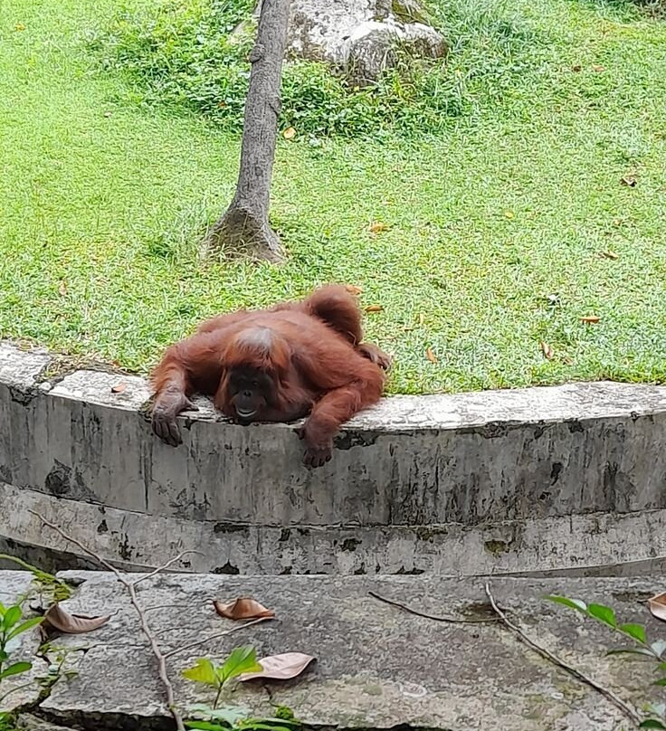 拉古南动物园-雅加达必去景点