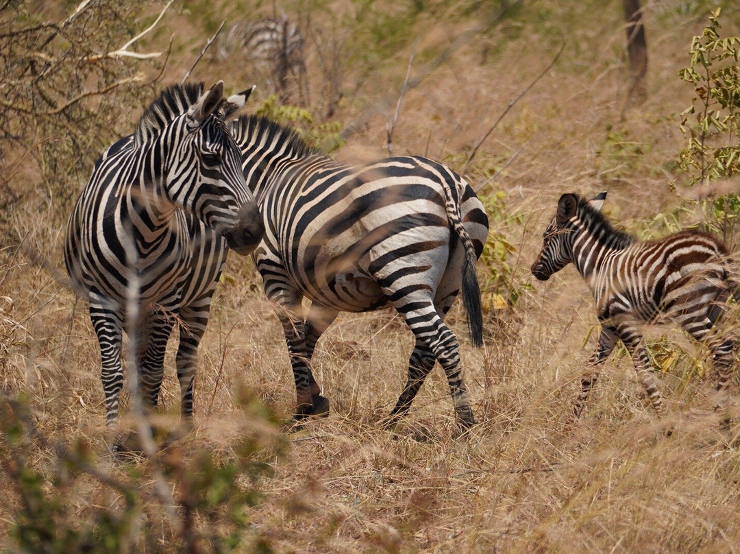 Serenity adventure safaris-吉佳利必去景点