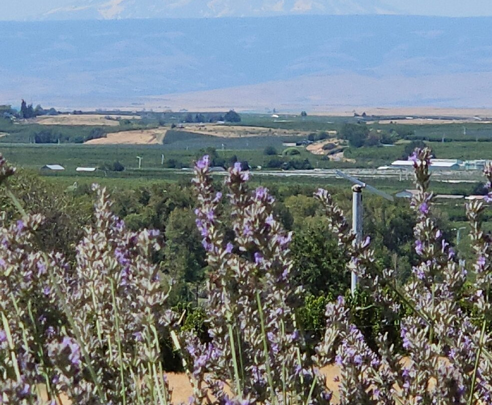 Owen Roe Winery-Wapato必去景点