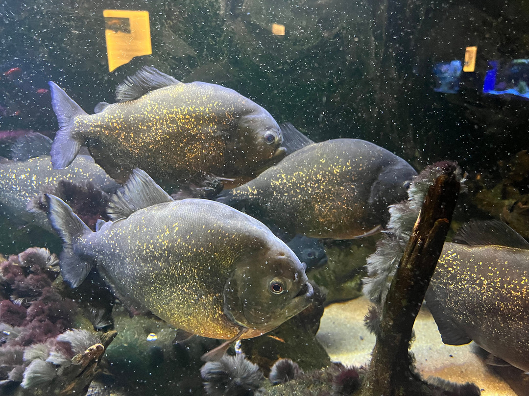 Oceanarium Międzyzdroje-缅济兹德罗耶必去景点