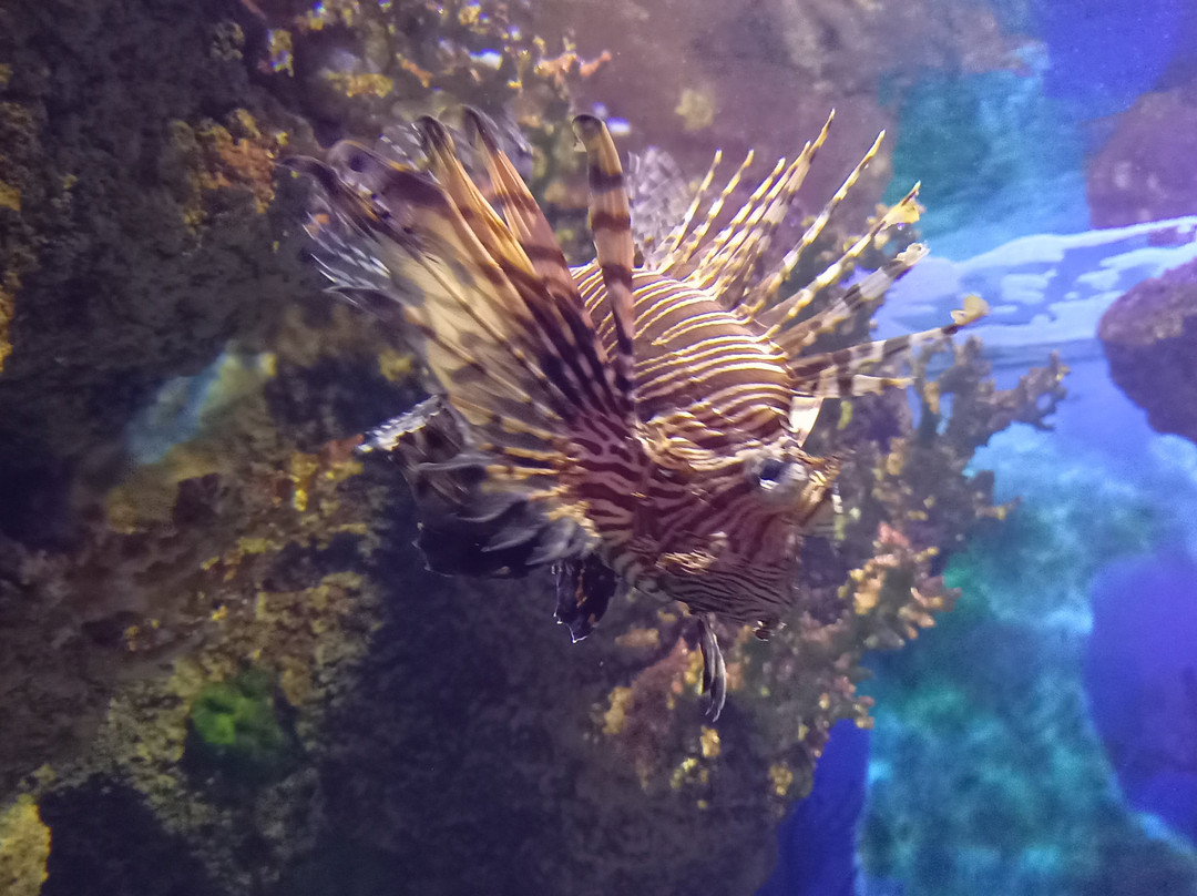 Malta National Aquarium-卡拉必去景点