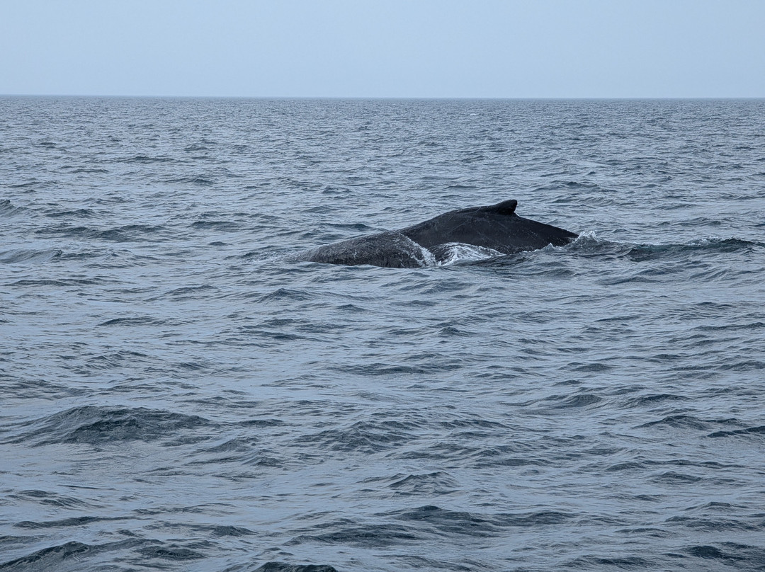 Adventure Bay Whale Watch Co.-Tiverton必去景点