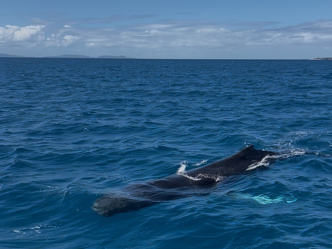 Abaca Croisieres-努美阿必去景点