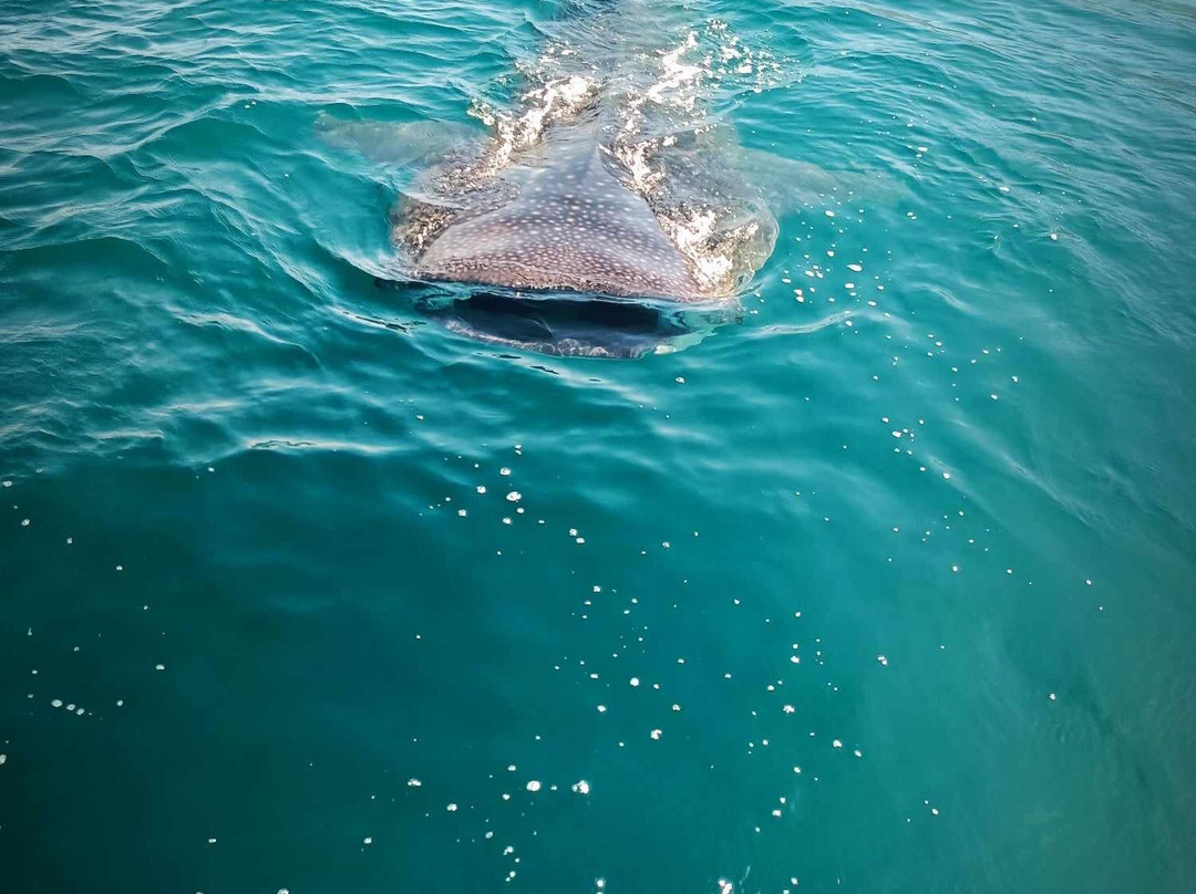 Ana Isabel Sport Fishing And Tours-Bahia de Los Angeles必去景点