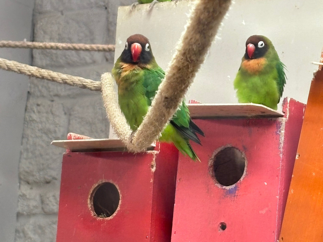 Birdworld-法纳姆必去景点