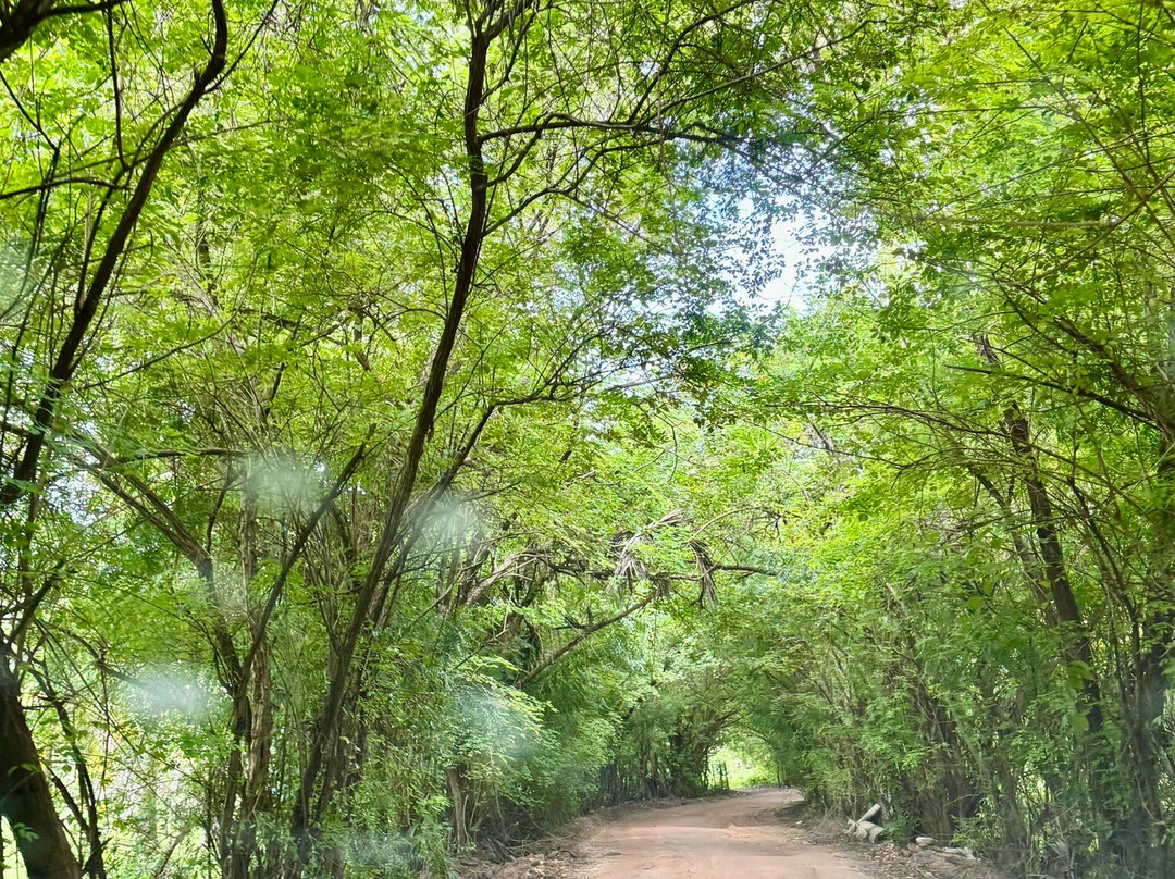 Túnel Verde-Porto de Pedras必去景点