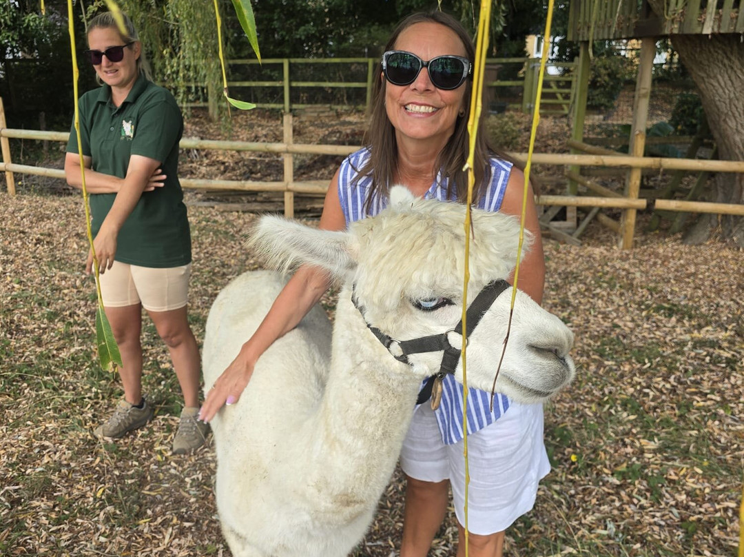 All Things Alpaca Ltd-切姆斯福德必去景点