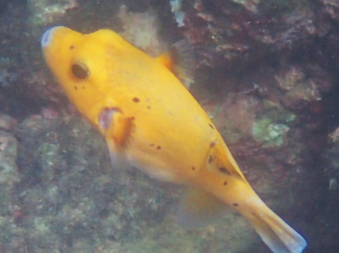 St Costa Rica-Gulf of Papagayo必去景点