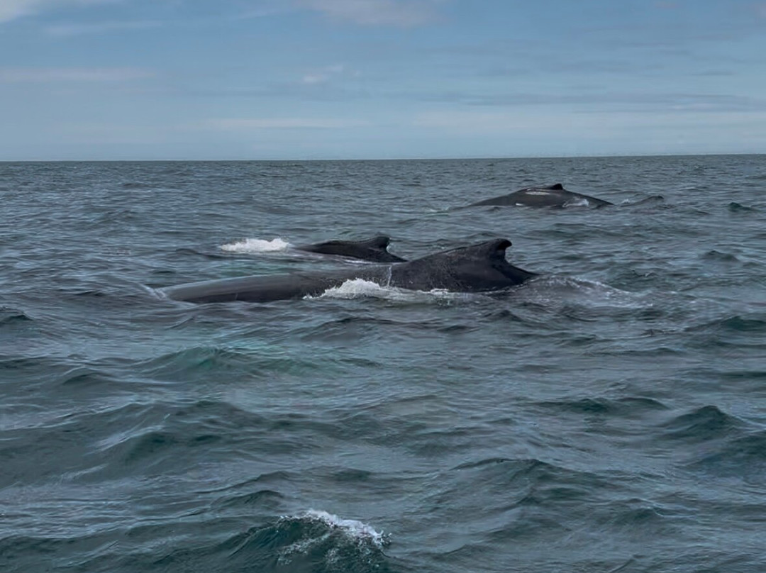 Freeport Whale & Seabird Tours-Freeport必去景点