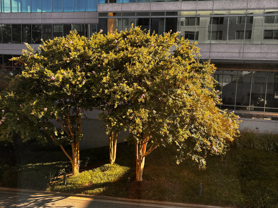 Element Atlanta Buckhead主图