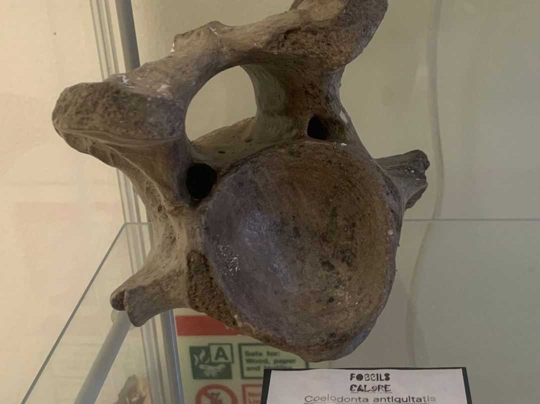 Fossils Galore Museum-March必去景点