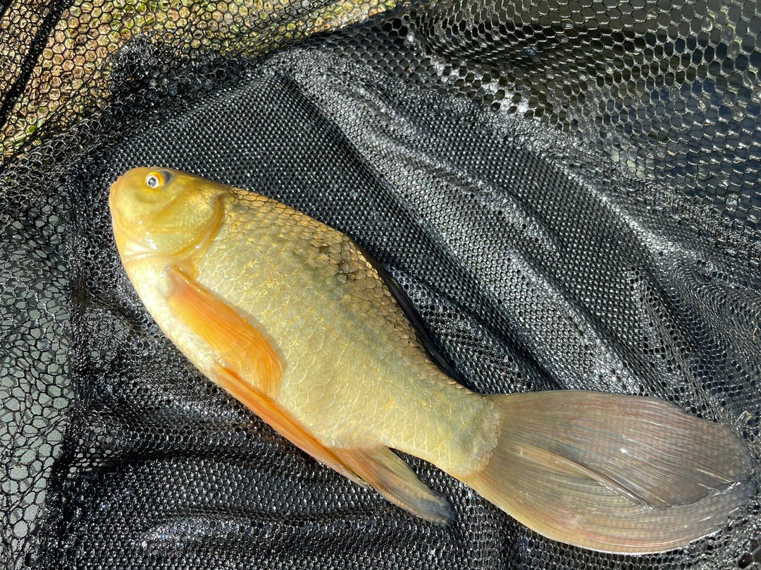 Foxholes Lake-Tansley必去景点